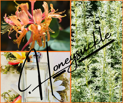 Honeysuckle